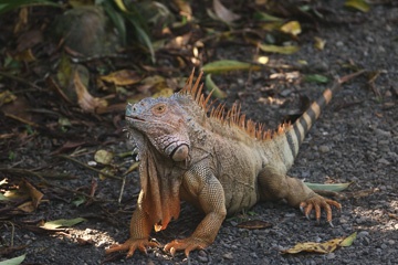 Iguana